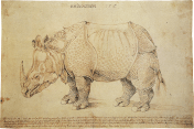 Durer_drawing
