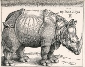 rhino-1515