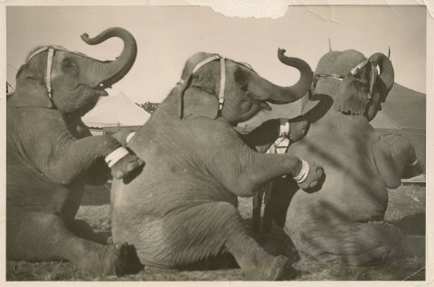 Jacobs-Elephants-GGG